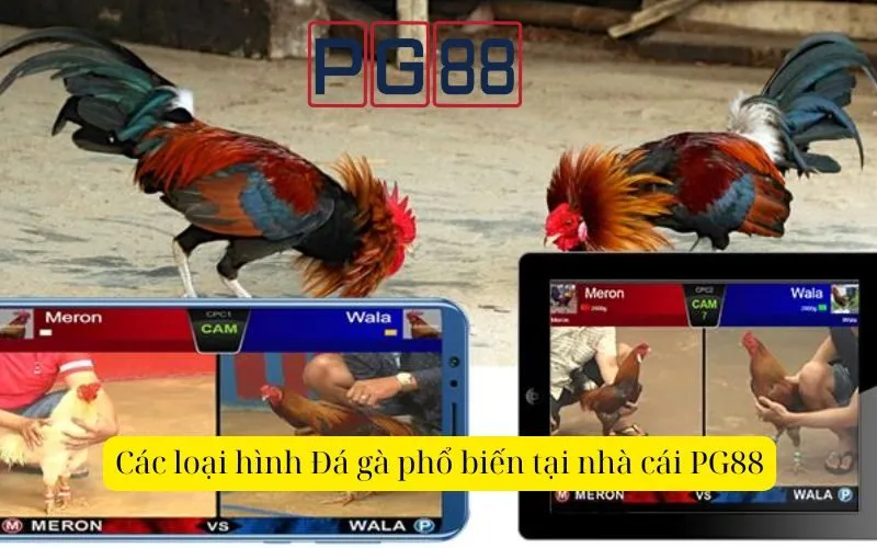 Các loại hình Đá gà phổ biến tại nhà cái PG88